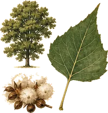 Black Cottonwood