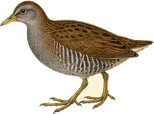 Sora