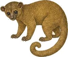 Kinkajou
