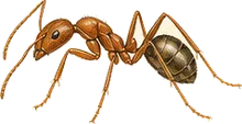 Winter Ant