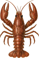 Red Swamp Crayfish