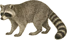 Tres Marias Raccoon