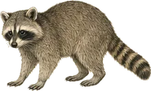 Mexican Raccoon