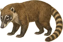 Cozumel Coati