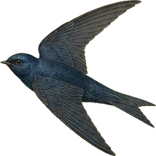 Purple Martin