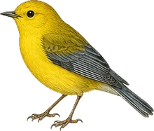 Prothonotary Warbler