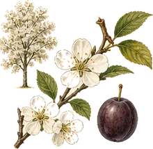 American Plum