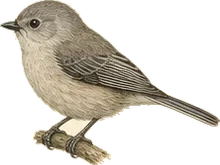 Bushtit