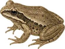 Upland Chorus Frog