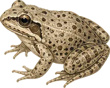 Boreal Chorus Frog