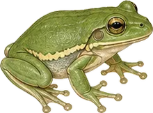 Pacific Tree Frog