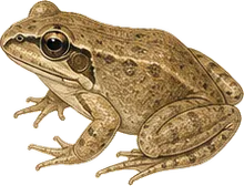 Strecker's Chorus Frog