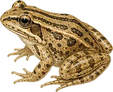 Western Chorus Frog