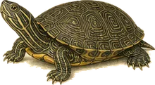 River Cooter
