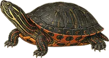 Northern Red-bellied Cooter