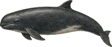 False Killer Whale