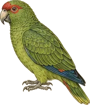 Red-masked Parakeet