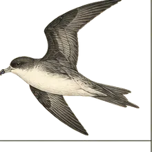 Black-capped Petrel