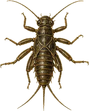 Giant Salmonfly