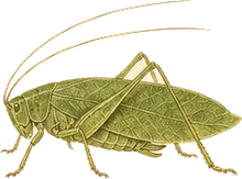 Common True Katydid