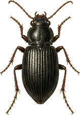 European Ground Beetle