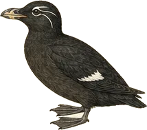 Cassin's Auklet
