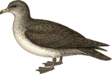 Sooty Shearwater