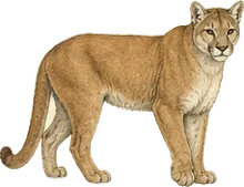 Mountain Lion