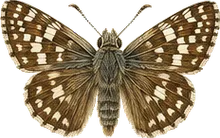 Common Checkered Skipper