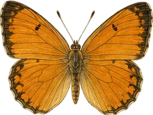 Tailed Orange