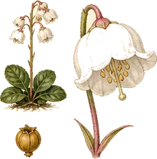 Round-leaved Pyrola