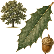 Coast Live Oak