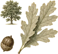 Swamp White Oak