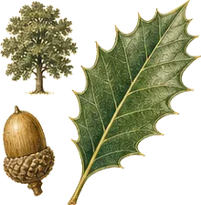 Canyon Live Oak