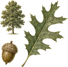 Northern Pin Oak