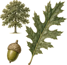 Engelmann Oak