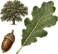 Texas Live Oak