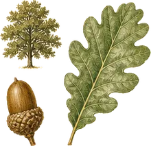 Oregon White Oak