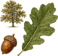 Shingle Oak