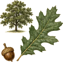 California Black Oak