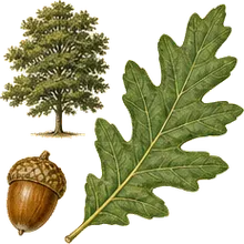 Turkey Oak
