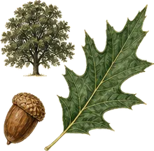 Chinkapin Oak