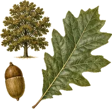 Pin Oak