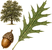 Willow Oak
