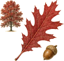 Northern Red Oak