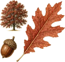 Shumard Oak