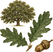 Live Oak