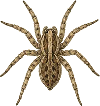 Rabid Wolf Spider