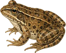 Cascades Frog
