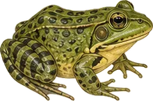 Green Frog